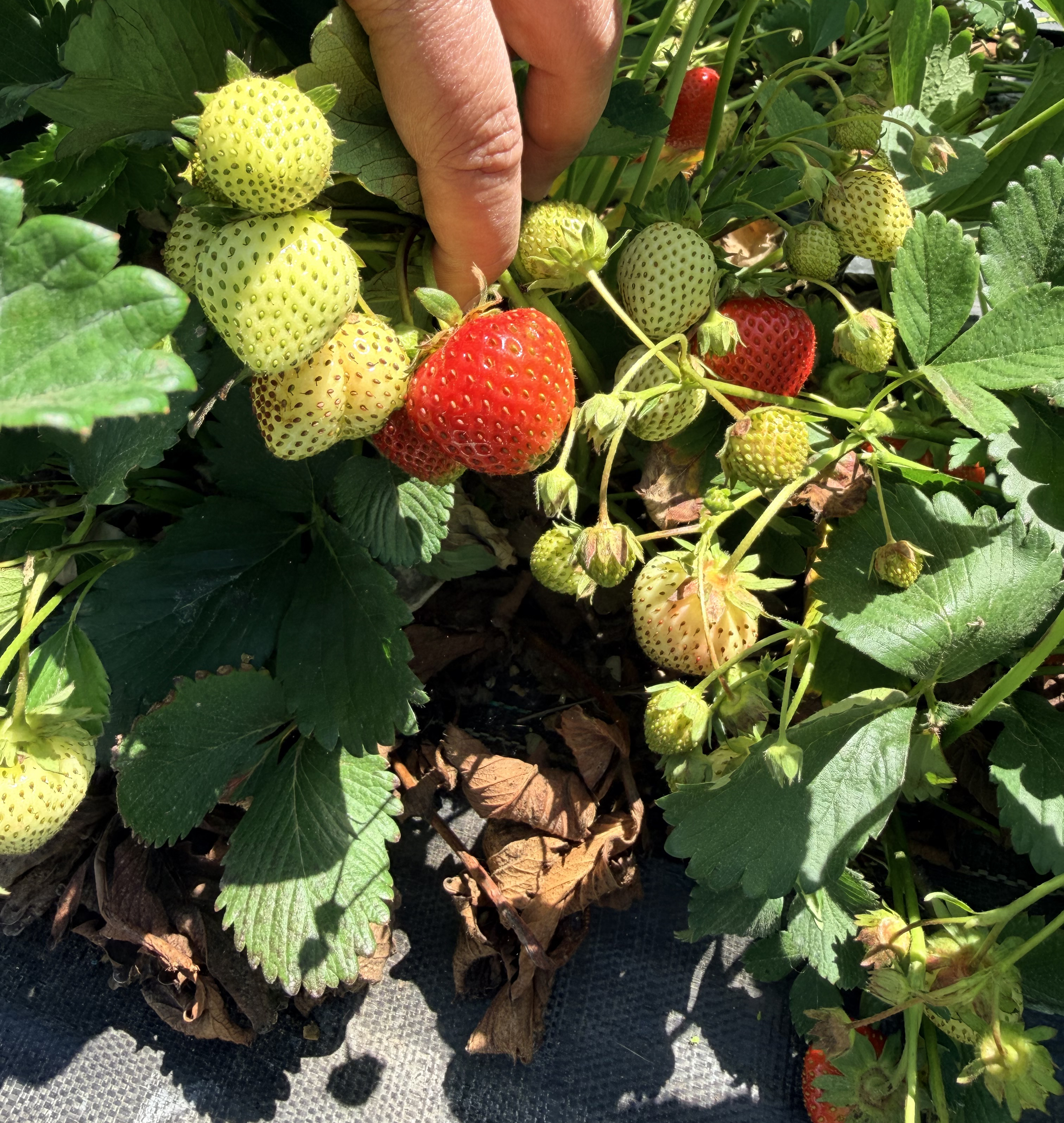 Closeup of strawberries hanging from a bush,